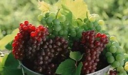 玫瑰葡萄爆料视频大全,揭秘幕后故事与精彩瞬间